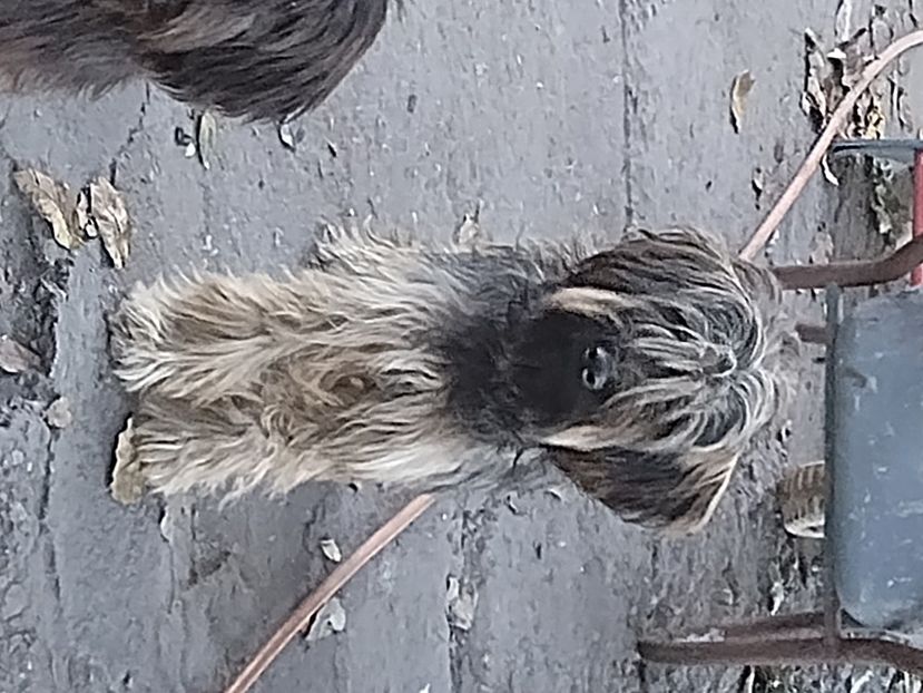 Ciobanesc de Brie Briard - BRIARD Ciobanesc de BRIE