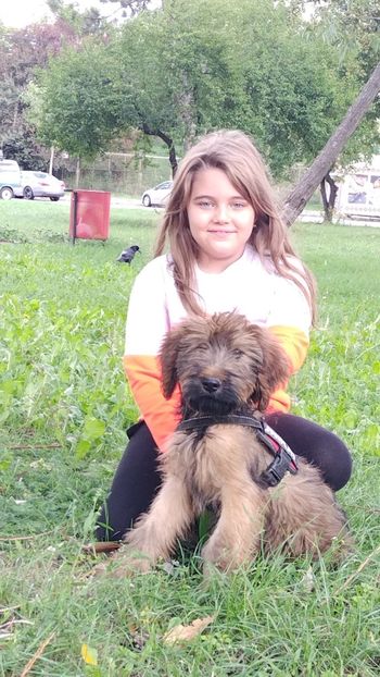  - BRIARD Ciobanesc de BRIE