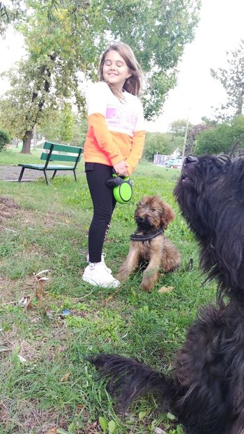  - BRIARD Ciobanesc de BRIE