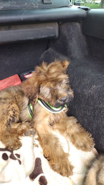  - BRIARD Ciobanesc de BRIE