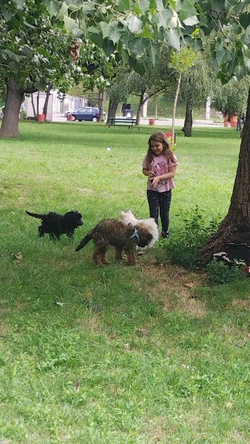  - BRIARD Ciobanesc de BRIE