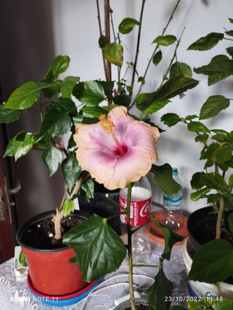  - Hibiscusi