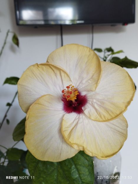  - Hibiscusi