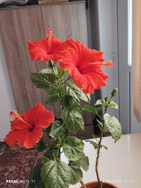  - Hibiscusi