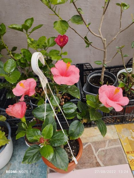 Kendy somon - Hibiscusi