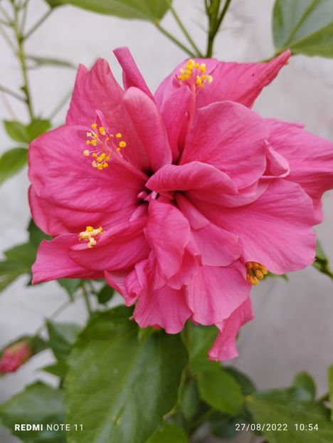  - Hibiscusi