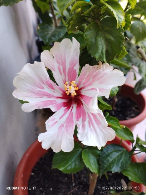  - Hibiscusi