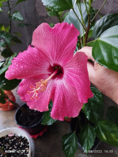  - Hibiscusi