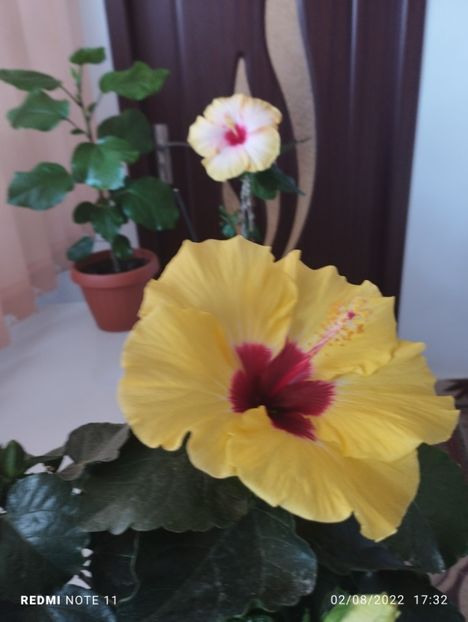  - Hibiscusi