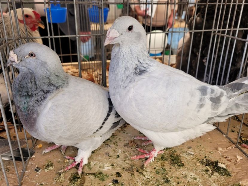  - 0- INDAGRA 2022 26 - 30 oct