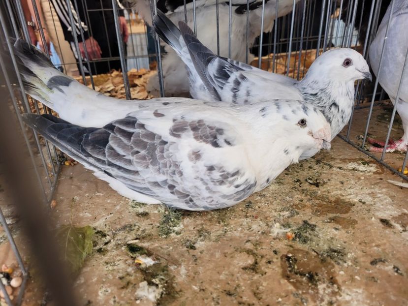  - 0- INDAGRA 2022 26 - 30 oct