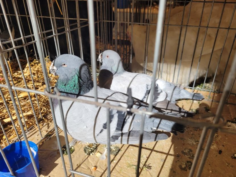  - 0- INDAGRA 2022 26 - 30 oct