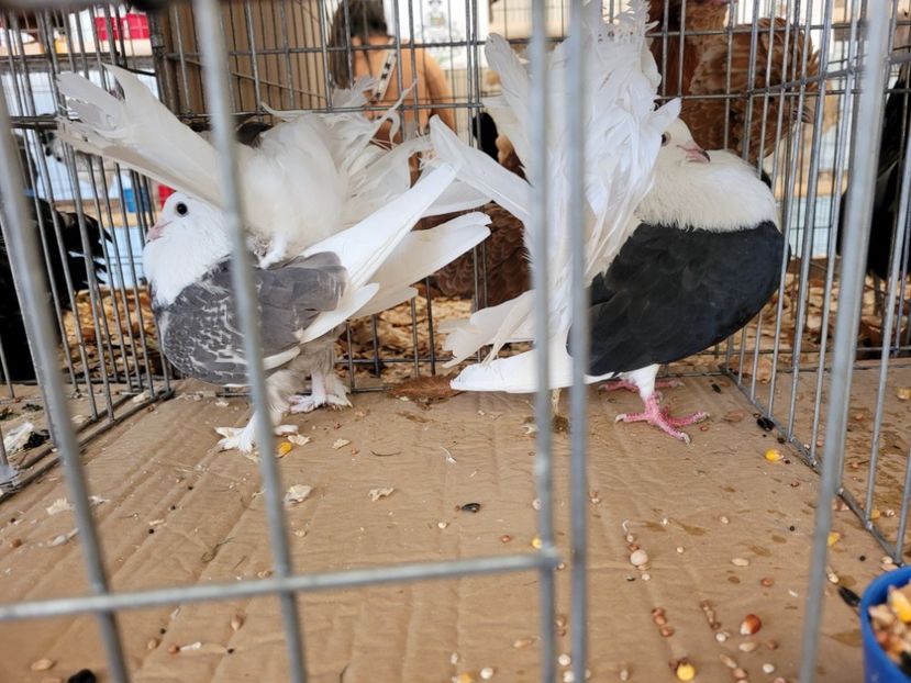  - 0- INDAGRA 2022 26 - 30 oct