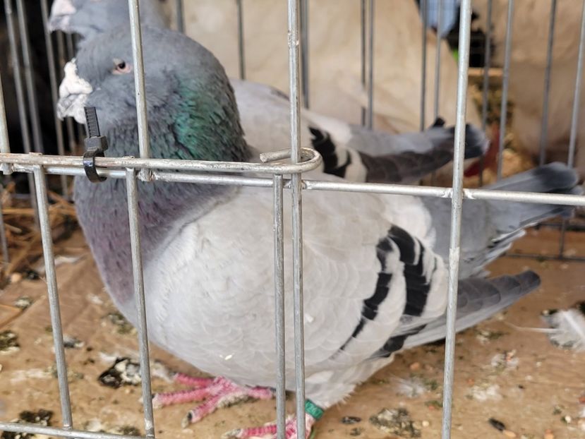  - 0- INDAGRA 2022 26 - 30 oct