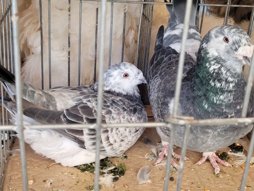  - 0- INDAGRA 2022 26 - 30 oct