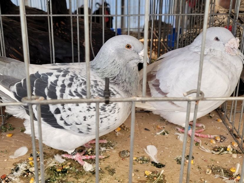  - 0- INDAGRA 2022 26 - 30 oct