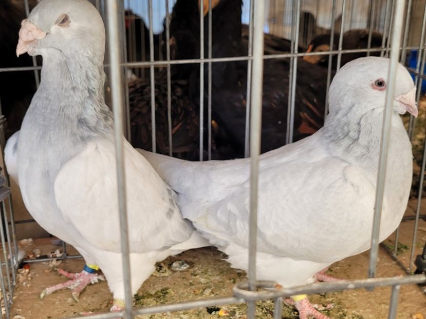  - 0- INDAGRA 2022 26 - 30 oct