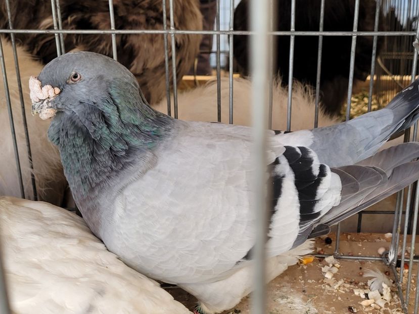  - 0- INDAGRA 2022 26 - 30 oct