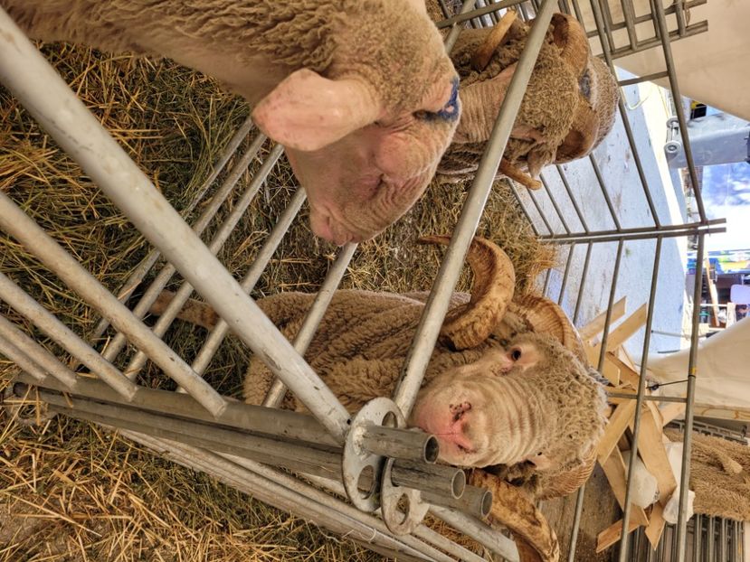  - 0- INDAGRA 2022 26 - 30 oct