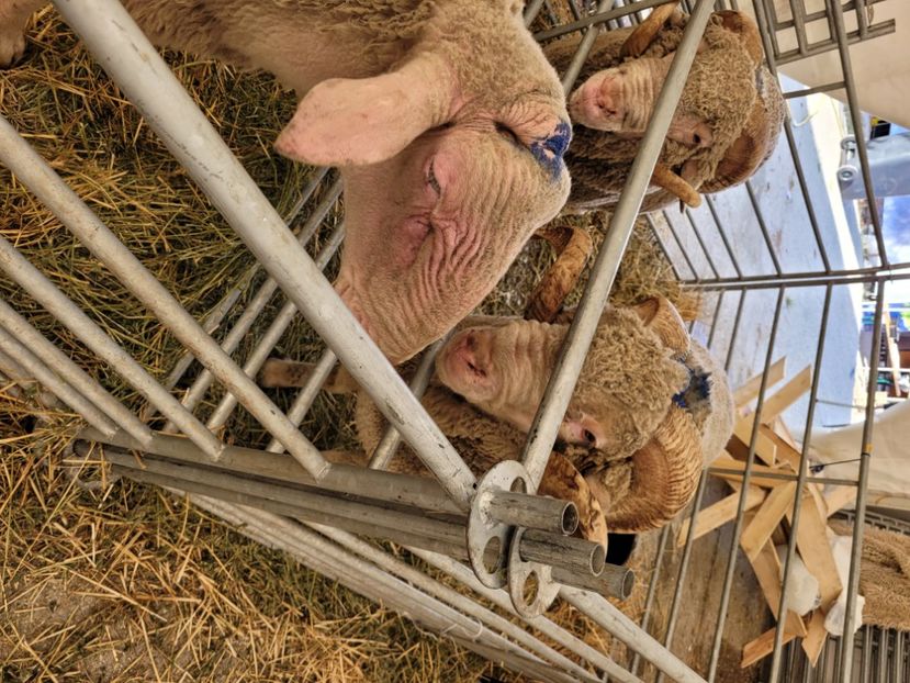  - 0- INDAGRA 2022 26 - 30 oct