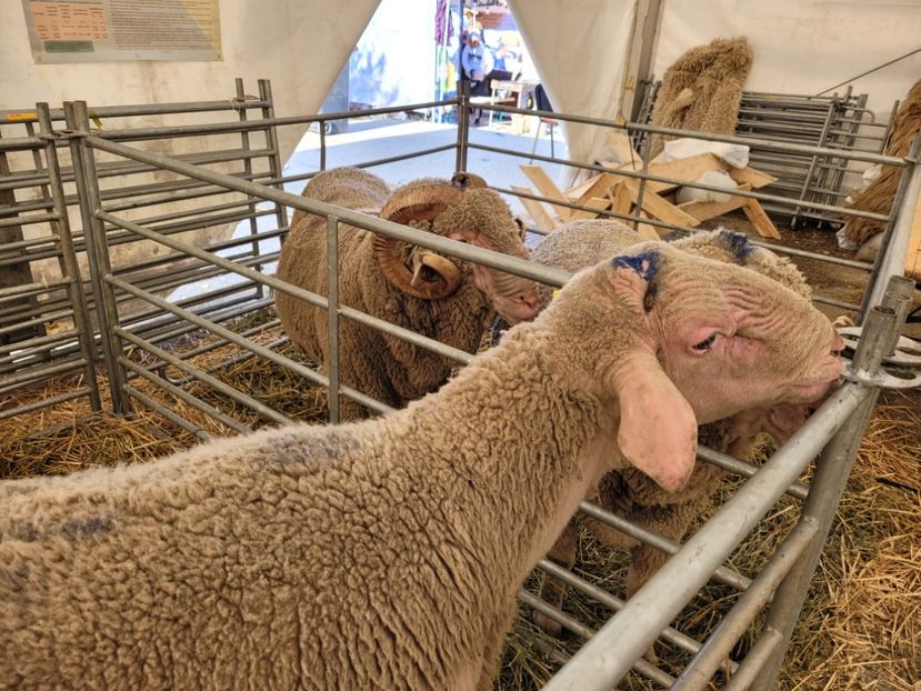  - 0- INDAGRA 2022 26 - 30 oct