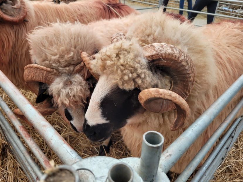  - 0- INDAGRA 2022 26 - 30 oct