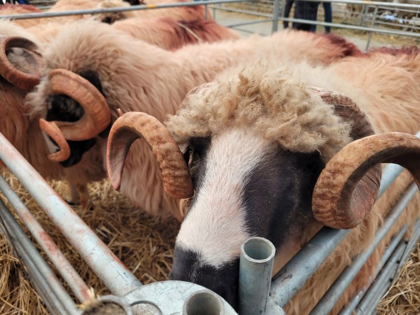  - 0- INDAGRA 2022 26 - 30 oct