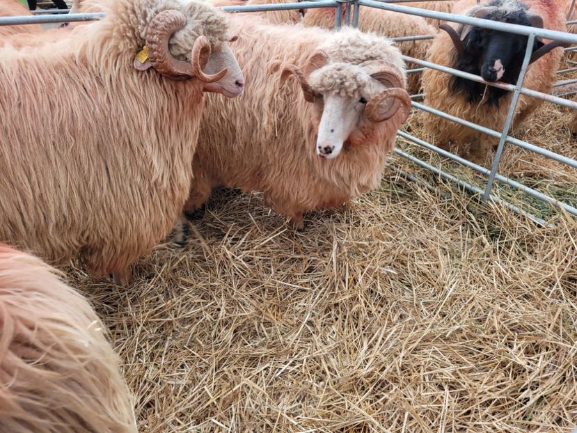  - 0- INDAGRA 2022 26 - 30 oct