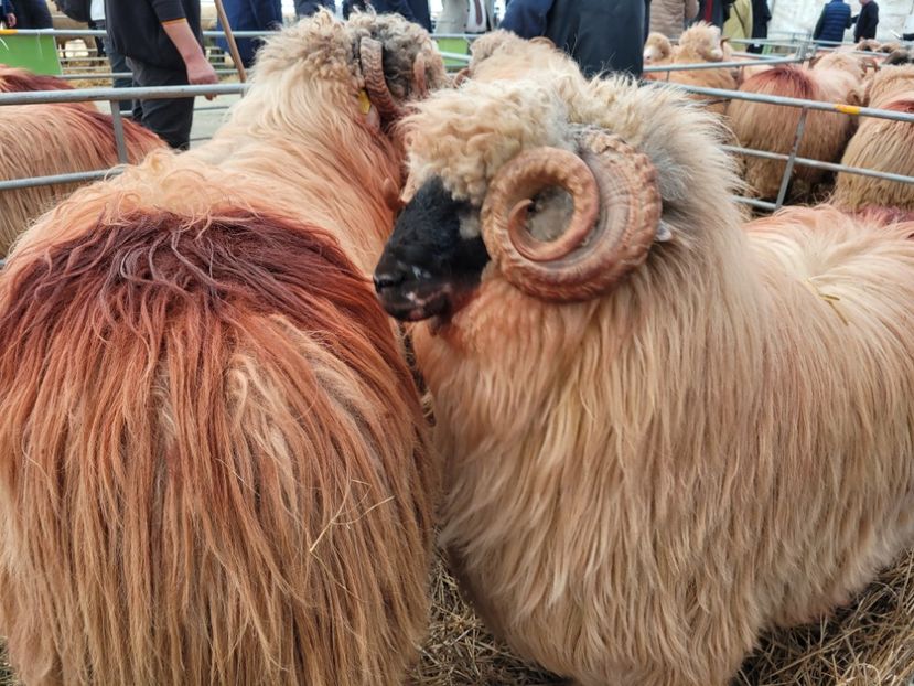  - 0- INDAGRA 2022 26 - 30 oct