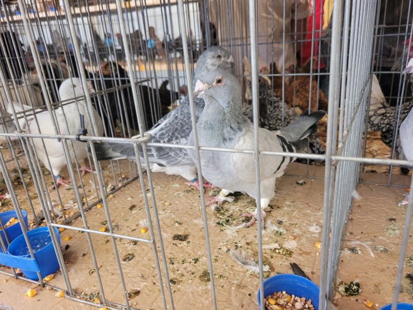  - 0- INDAGRA 2022 26 - 30 oct