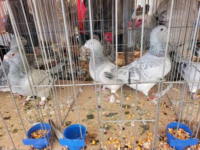  - 0- INDAGRA 2022 26 - 30 oct