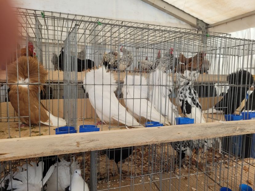  - 0- INDAGRA 2022 26 - 30 oct