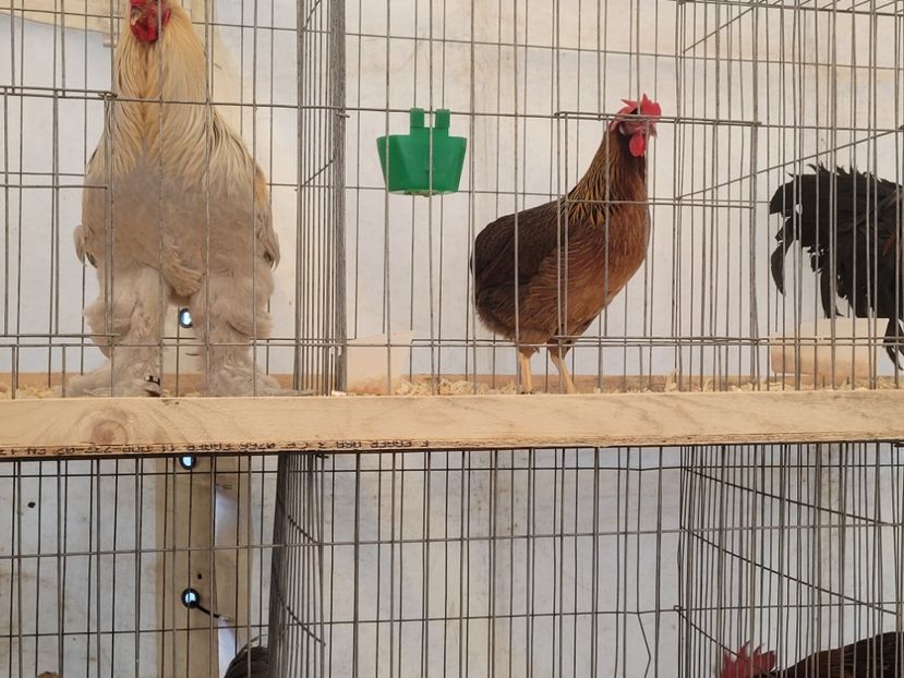  - 0- INDAGRA 2022 26 - 30 oct