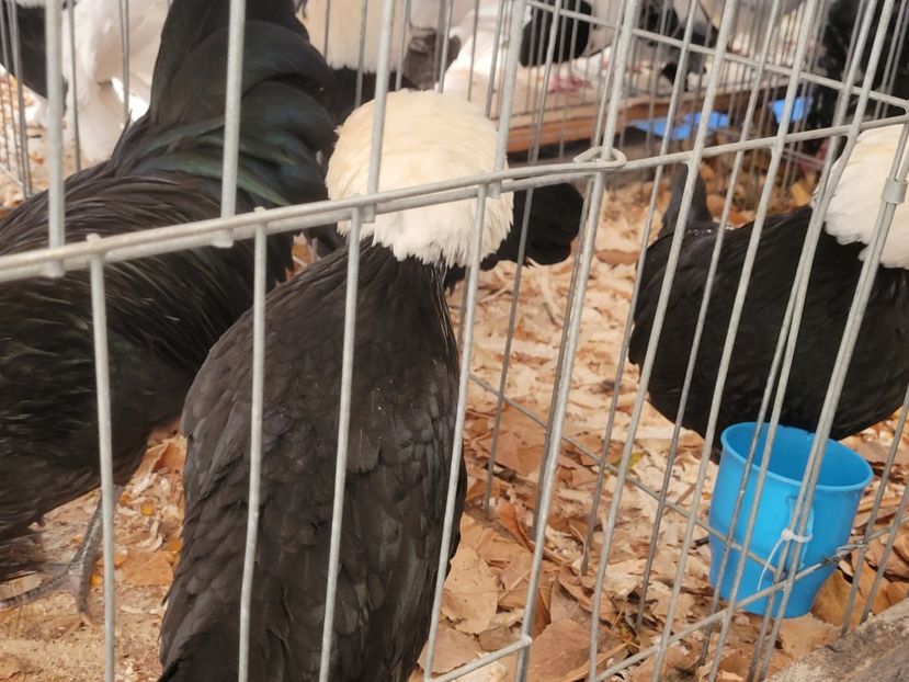  - 0- INDAGRA 2022 26 - 30 oct