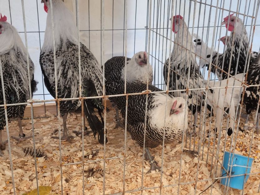  - 0- INDAGRA 2022 26 - 30 oct