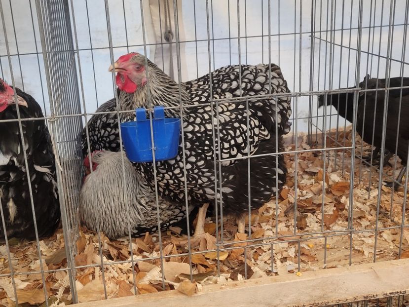  - 0- INDAGRA 2022 26 - 30 oct