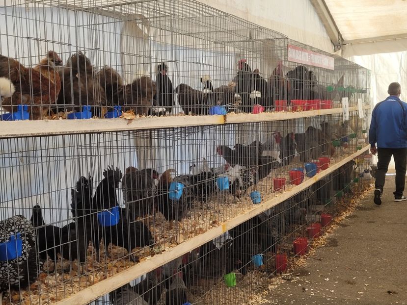  - 0- INDAGRA 2022 26 - 30 oct