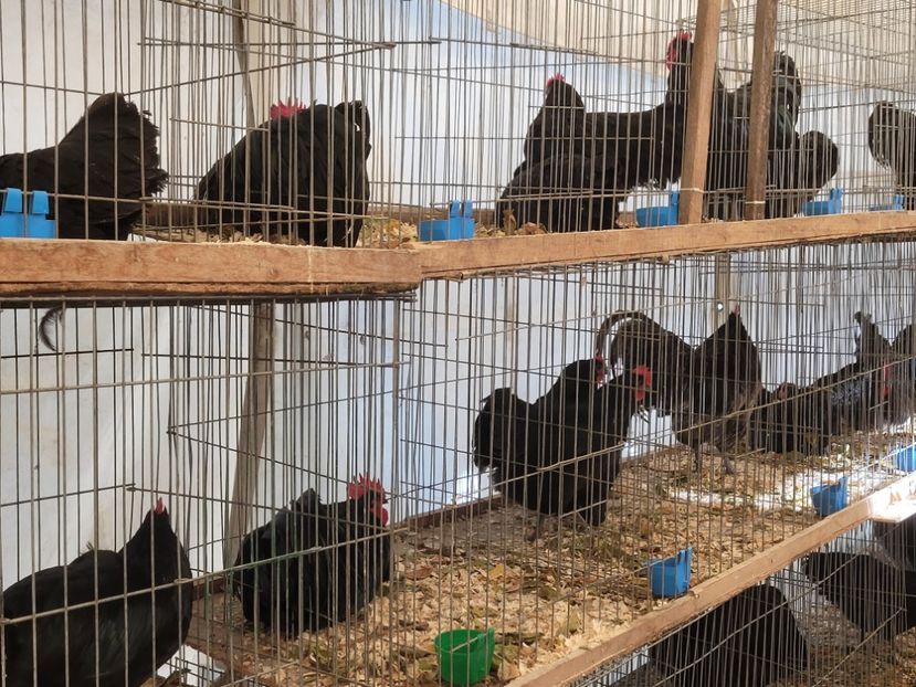  - 0- INDAGRA 2022 26 - 30 oct