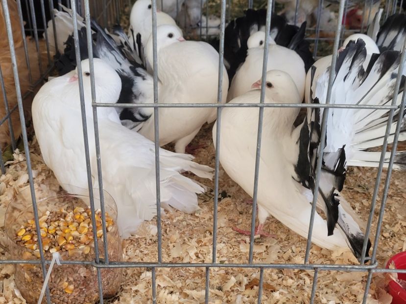  - 0- INDAGRA 2022 26 - 30 oct