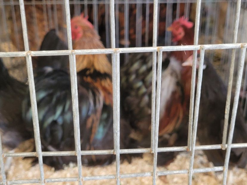  - 0- INDAGRA 2022 26 - 30 oct