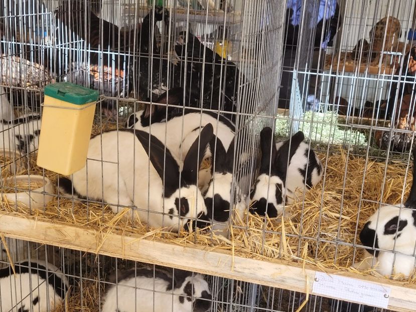  - 0- INDAGRA 2022 26 - 30 oct