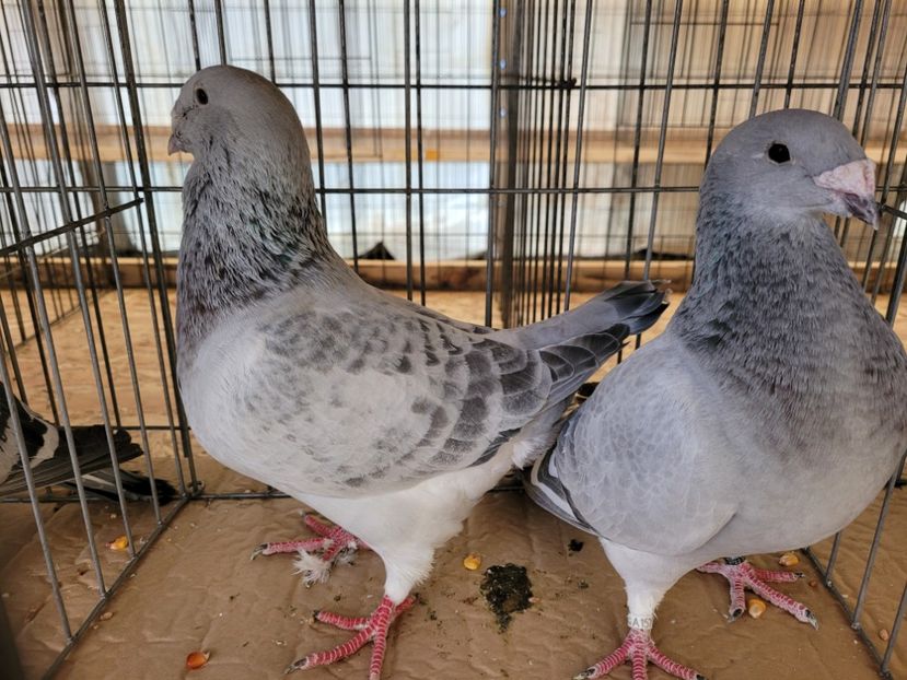  - 0- INDAGRA 2022 26 - 30 oct