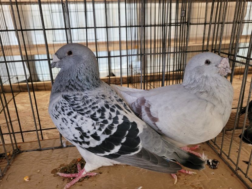  - 0- INDAGRA 2022 26 - 30 oct