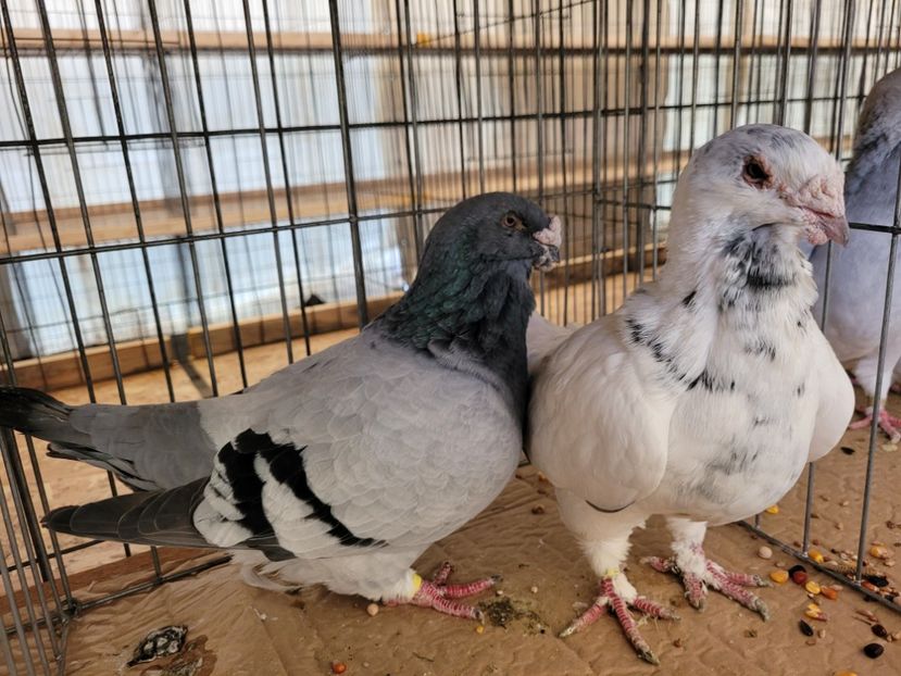  - 0- INDAGRA 2022 26 - 30 oct