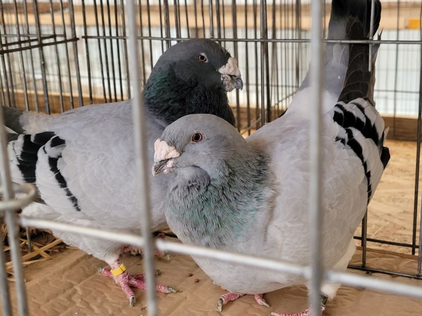  - 0- INDAGRA 2022 26 - 30 oct