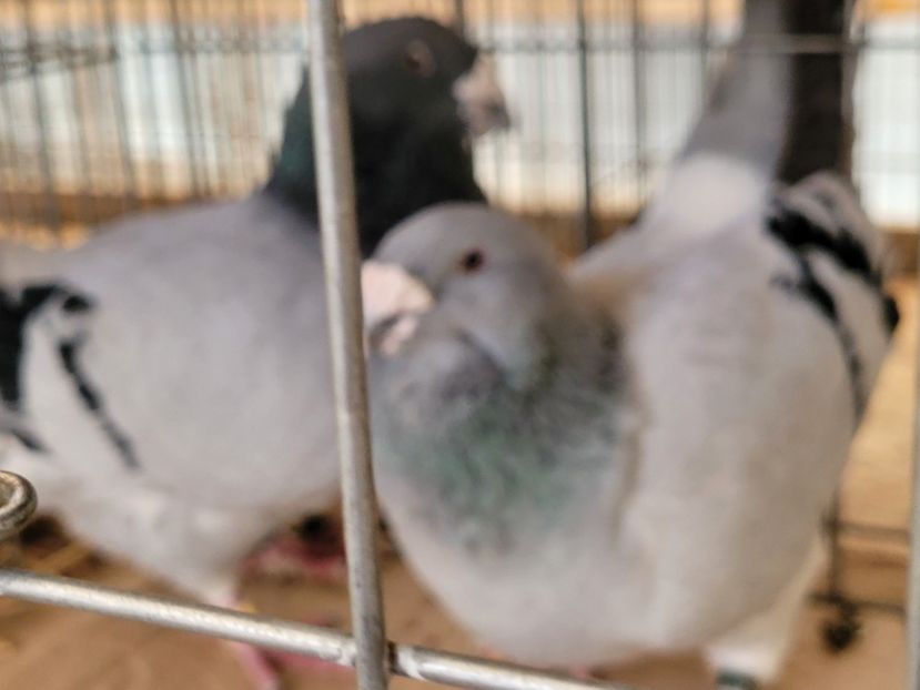  - 0- INDAGRA 2022 26 - 30 oct