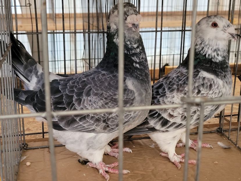  - 0- INDAGRA 2022 26 - 30 oct