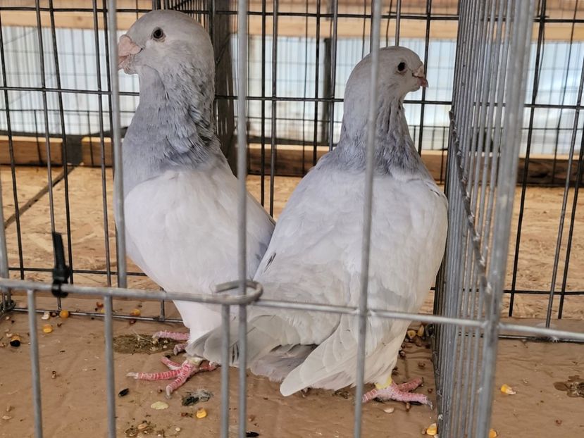  - 0- INDAGRA 2022 26 - 30 oct