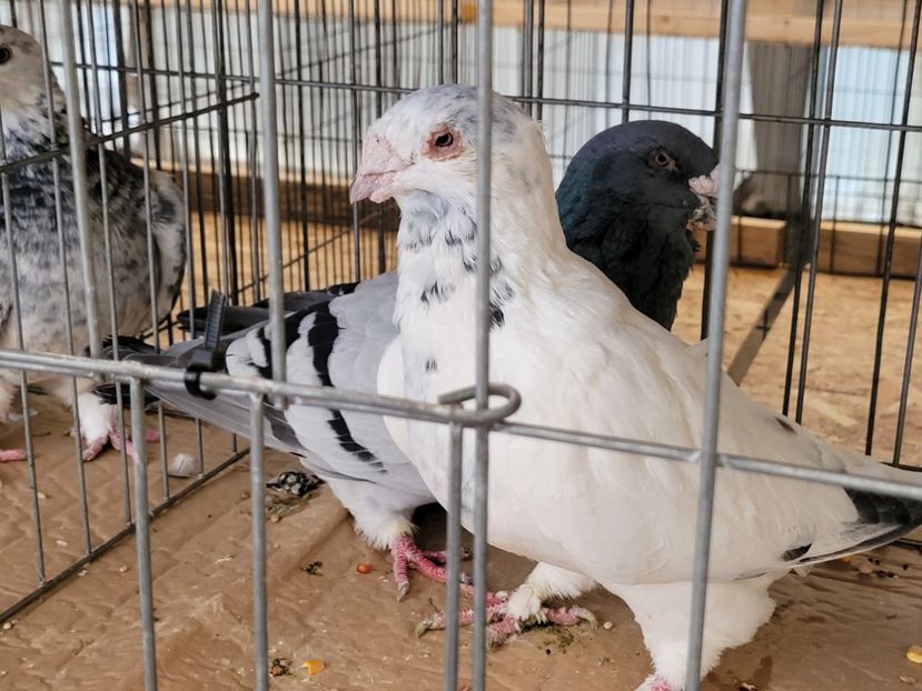  - 0- INDAGRA 2022 26 - 30 oct