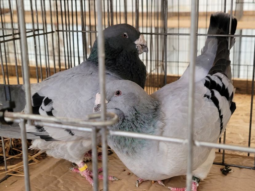  - 0- INDAGRA 2022 26 - 30 oct